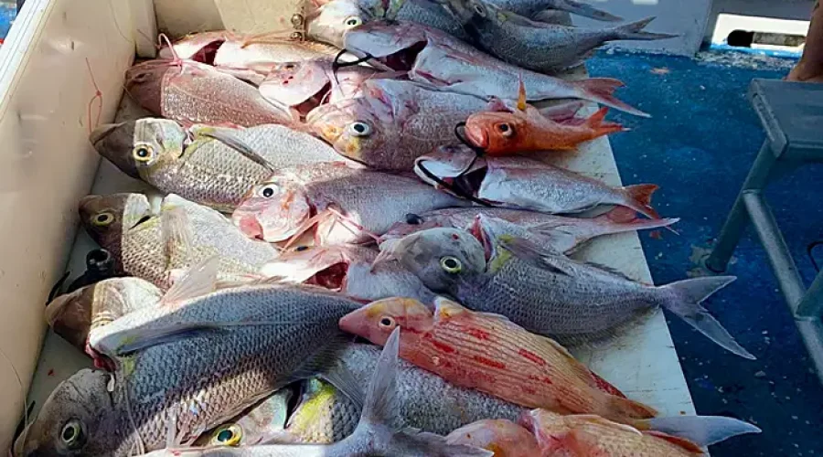 Top Inshore Fishing Spots & Species in Wollongong, NSW