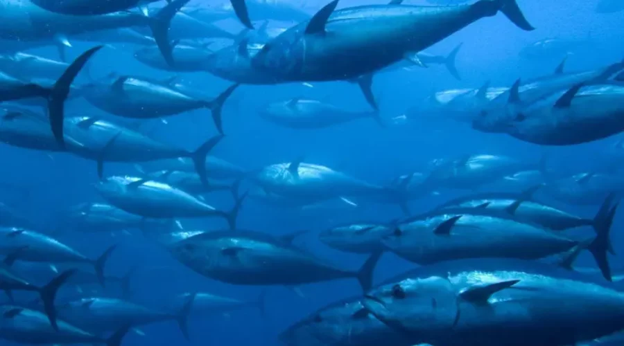 A Beginner’s Guide to Bluefin Tuna Fishing in Northeast Atlantic
