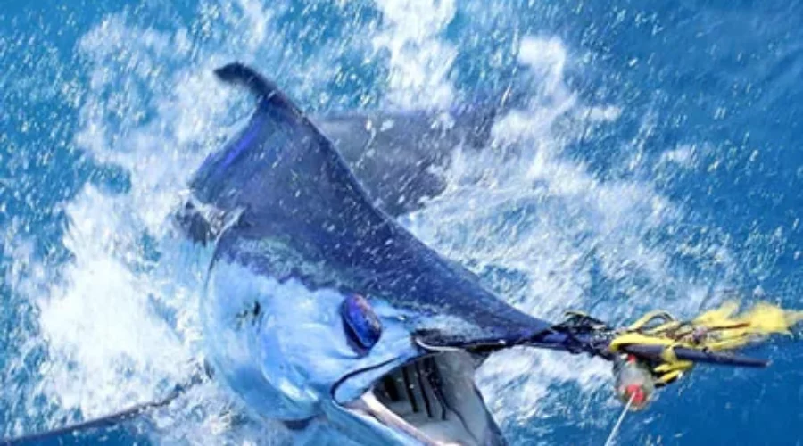 Best Blue Marlin Fishing Destinations