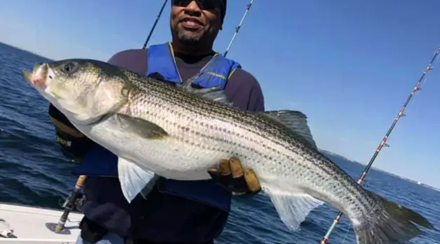 Boston Striped Bass Fishing - Travelfish