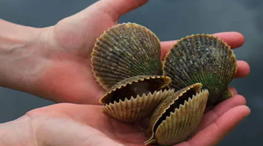 An Insider’s Guide to the Scalloping Crystal River & Homosassa FL