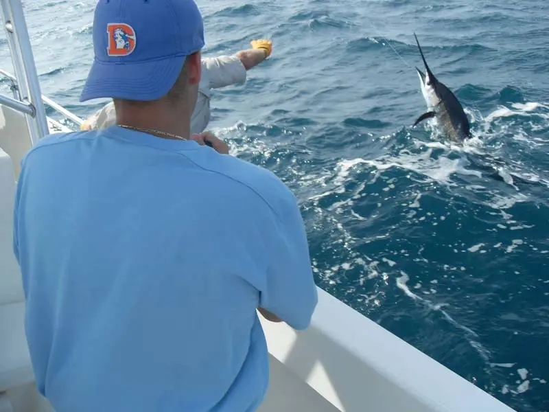 Marlin Fishing Miami, Florida- Kite Fishing for Marlin