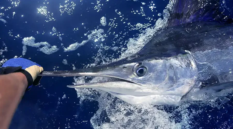 Kona Stands as the Top Spot for Big Blue Marlin Fishing