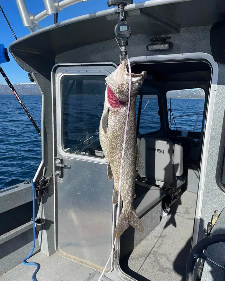 a large mackinaw trout, that was caught while fishing in South Lake Tahoe
