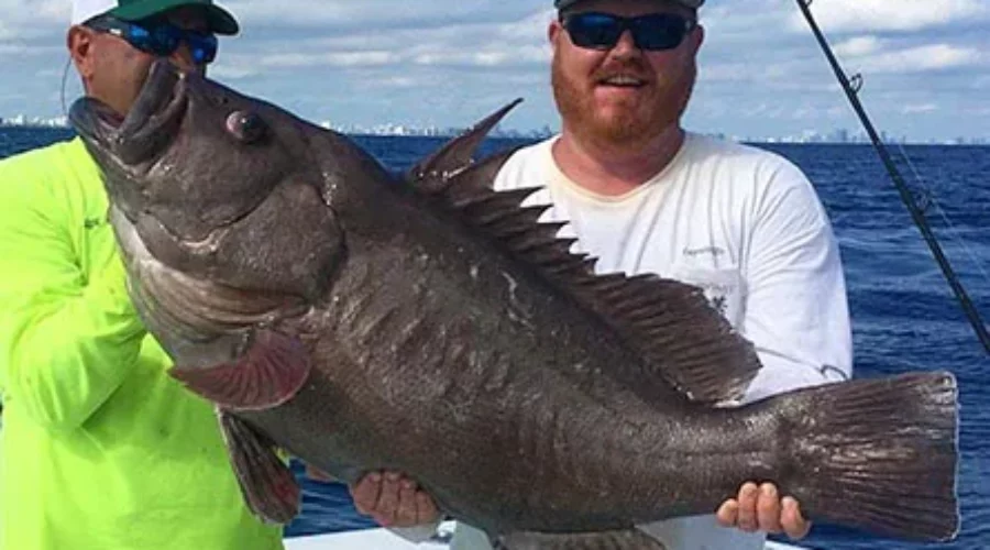 What Are the Best Grouper Fishing Hotspots in Florida?
