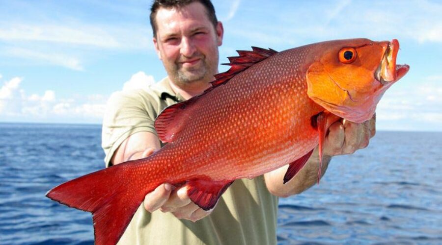 Orange Beach, Alabama: The Red Snapper Capital of the World