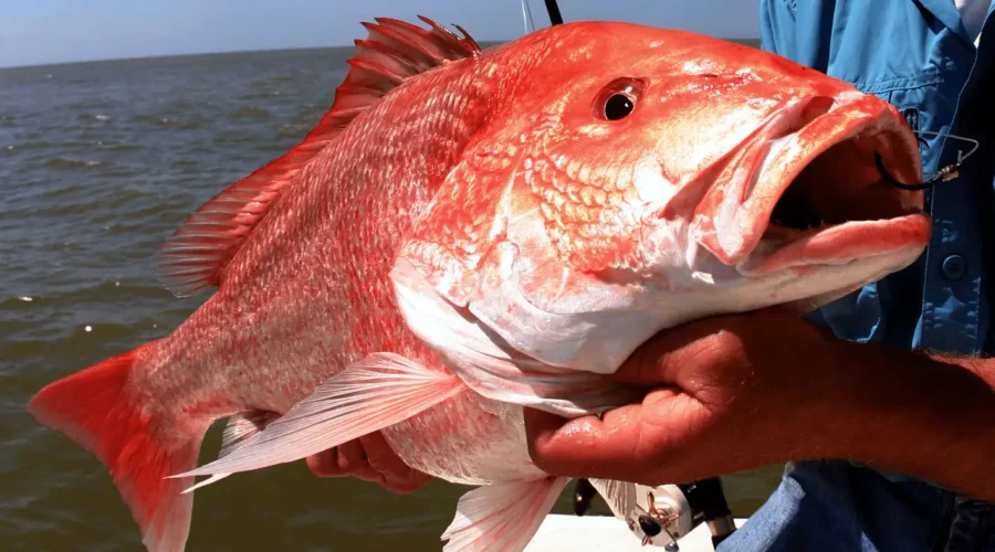 Fish of Florida: Red Snapper (Lutjanus campechanus) Species