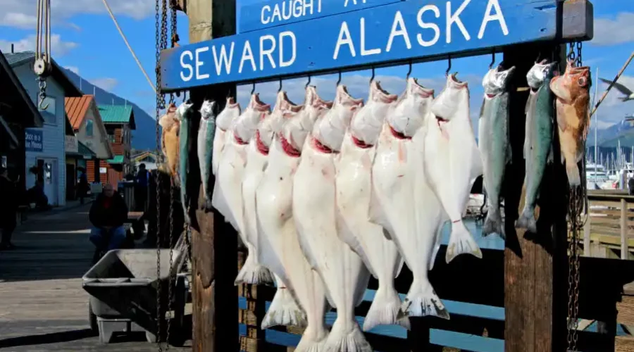 Seward Fishing: A Top Destination for Halibut Fishing