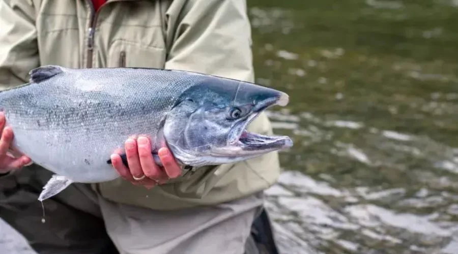 Discover Sitka Fishing: A Paradise for Salmon and Halibut Enthusiasts