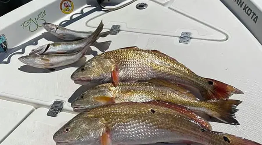 Galveston Bay Redfish Trips with Spots to Dots Guide Service